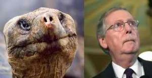 mcconnell_turtle