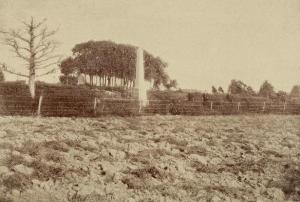 The legendary "copse of trees" that marked the Union center on Cemetery Ridge.