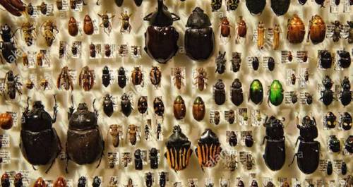 Insects-on-Display